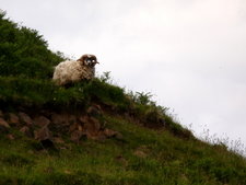 Skotsko, to jsou hlavně ovce.